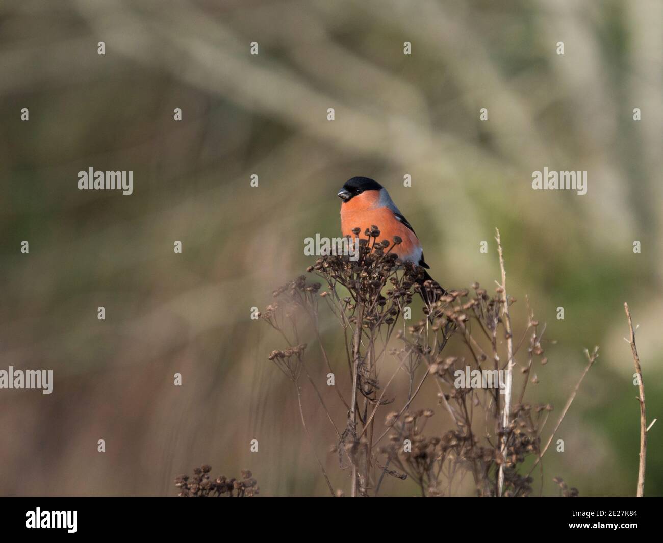 Bullfinch maschio (Pyrhula pirrhula) che si nutre di semi di Tansy (Tanacetum vulgare), Inverness, Scottish Highlands, UK Foto Stock