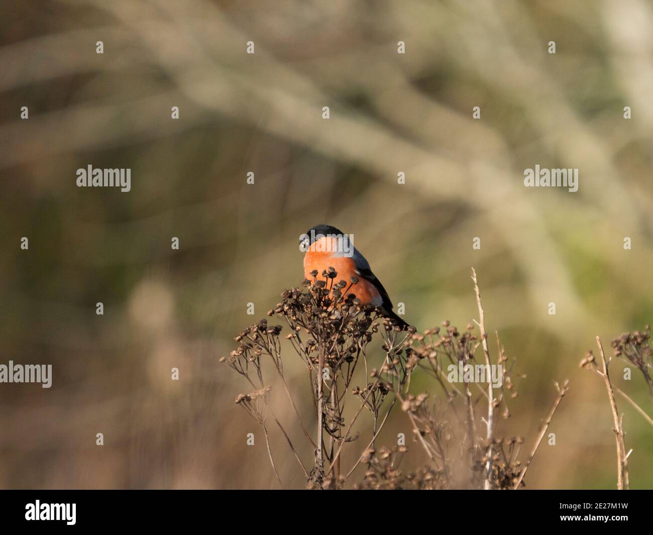 Bullfinch maschio (Pyrhula pirrhula) che si nutre di semi di Tansy (Tanacetum vulgare), Inverness, Scottish Highlands, UK Foto Stock
