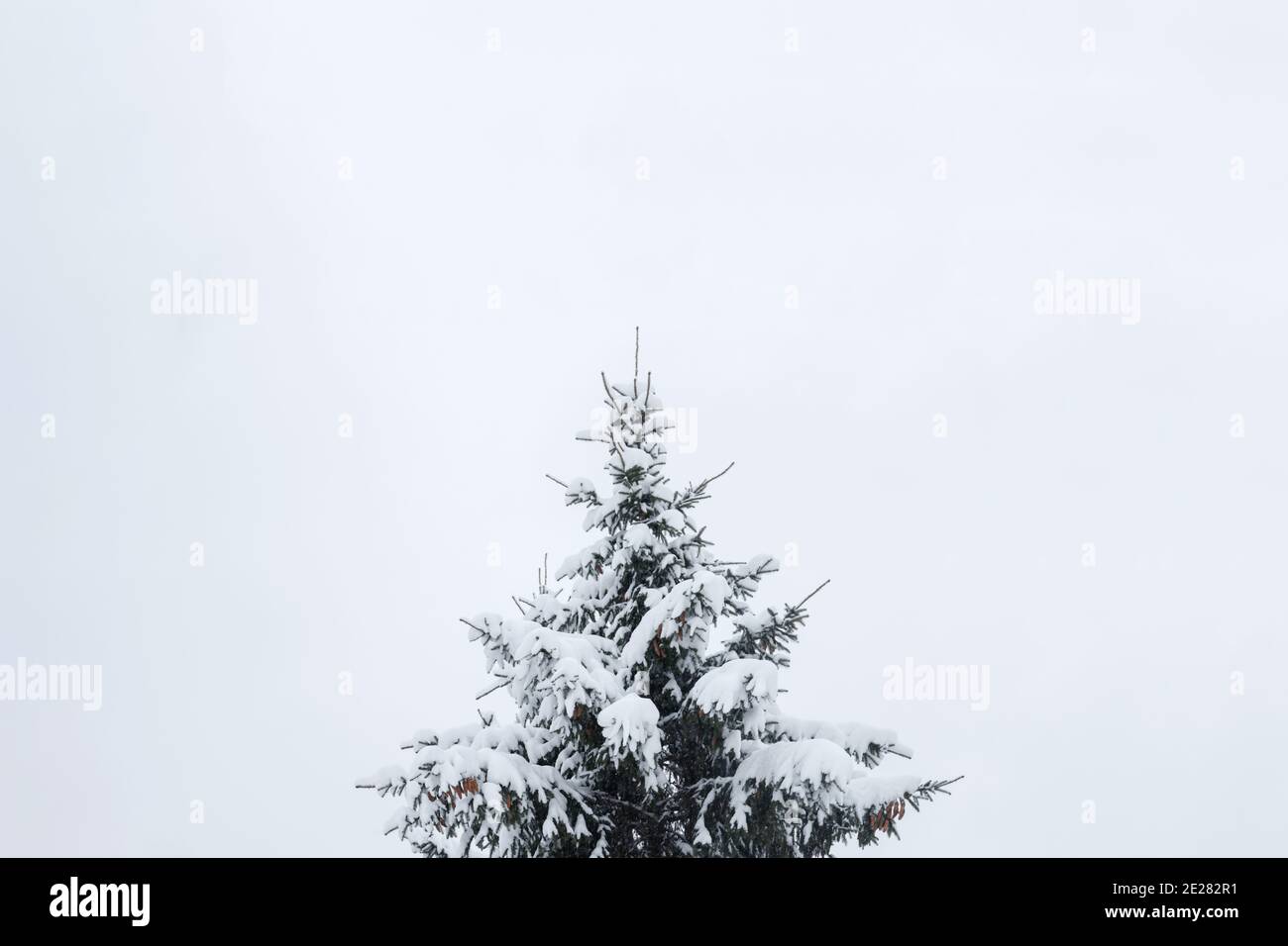 Cima innevata di un solo abete rosso su solido sfondo grigio cielo. Albero al centro con copyspace. Umore invernale, atmosfera Foto Stock