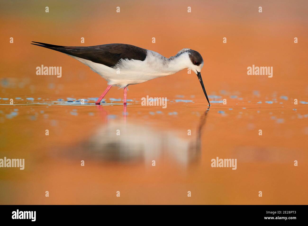 Palafitte alate nere (Himantopus himantopus), che guado in acque poco profonde e mangia insetti galleggianti sulla superficie dell'acqua, Italia, Campania Foto Stock