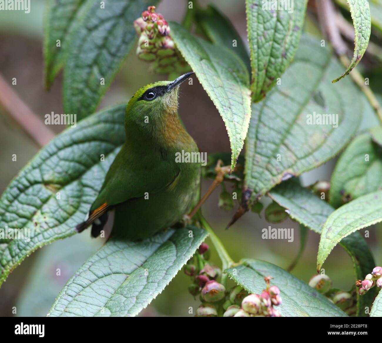 Myzornis (Myzornis pyrhoura) dalla coda di fuoco, che si trova su una foglia nella foresta temperata di montagna, India, Arunachal Pradesh, colline di Mishmi Foto Stock