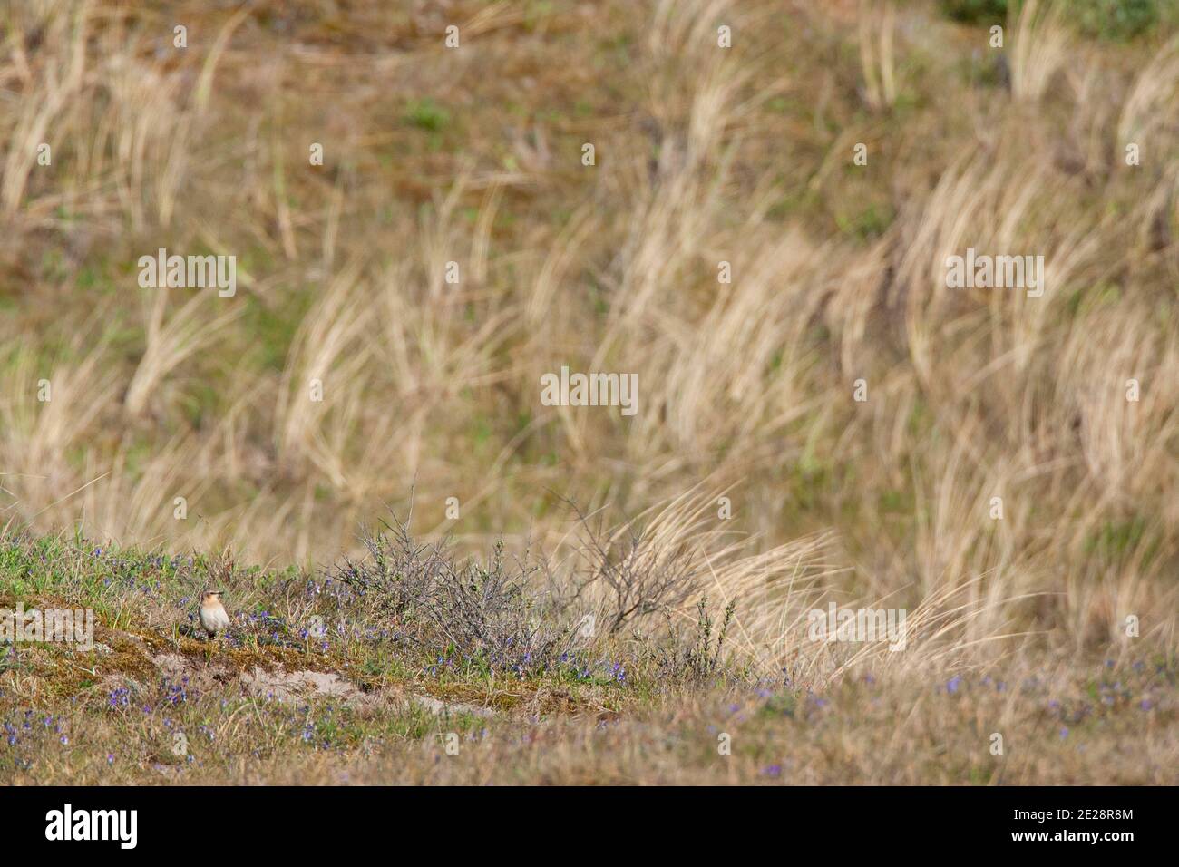 Eva settentrionale (Oenanthe enanthe), donna adulta in piedi a terra in habitat di riproduzione nelle dune costali, Paesi Bassi, Frisia, Vlieland Foto Stock