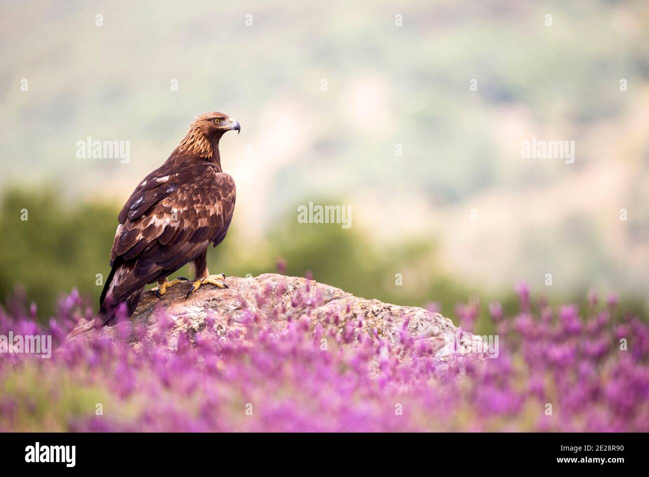 Aquila (Aquila chrysaetos), adagiata su una roccia accanto alla lavanda fiorente, Spagna Foto Stock