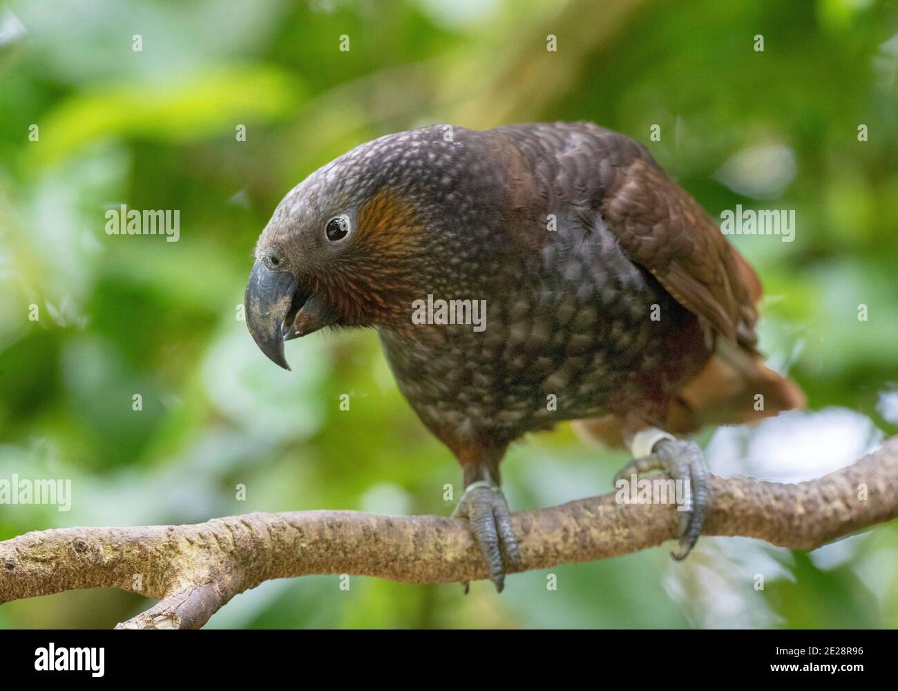 Kaka dell'isola del nord (Nestor meridionalis septentrionalis), adulto appollaiato su un ramo, visto sul fronte, Nuova Zelanda, Isola del Nord, Zealandia Foto Stock