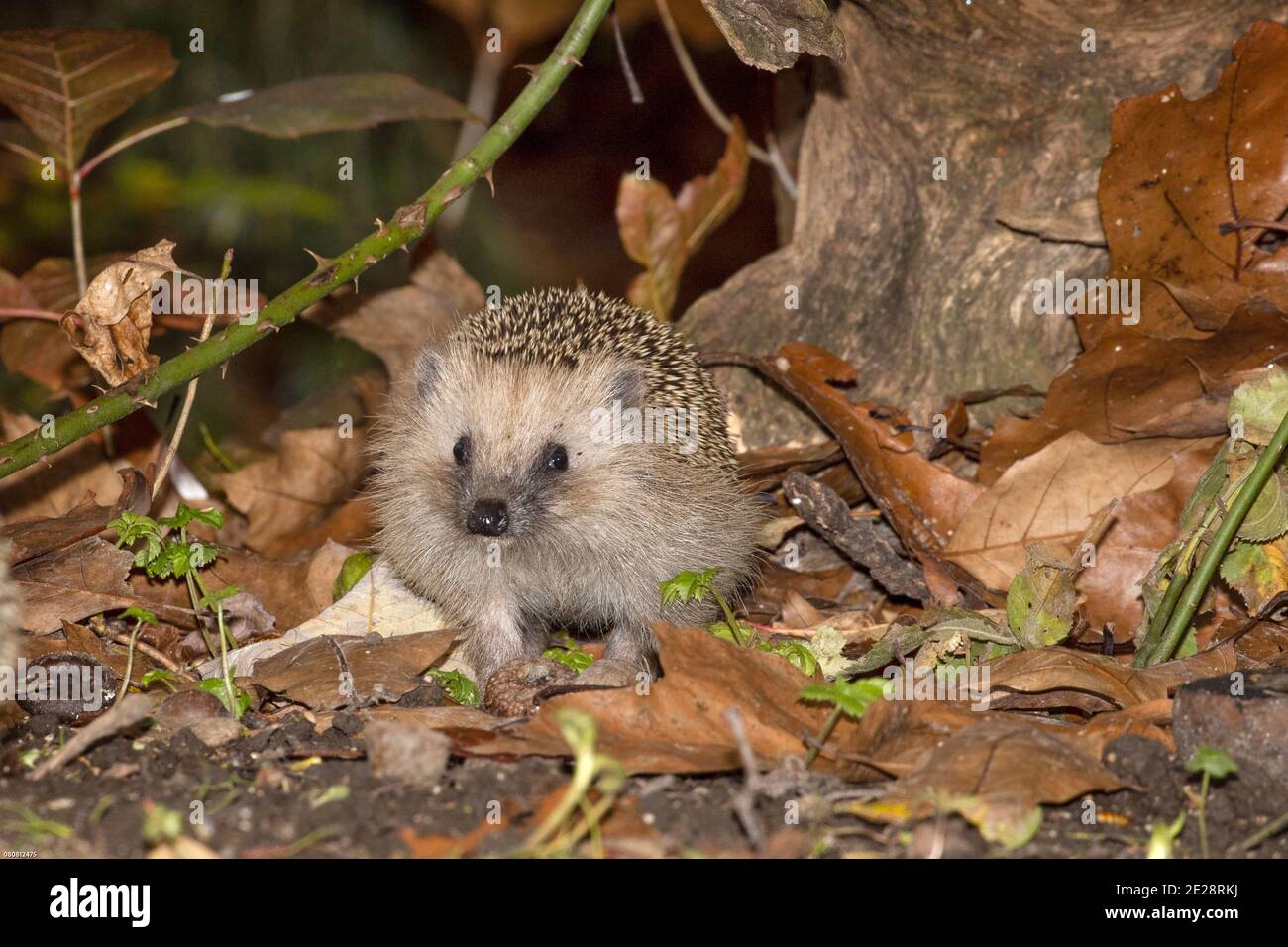 Riccio occidentale, riccio europeo (Erinaceus europaeus), nel fogliame autunnale a fine autunno, vista frontale, Germania, Baviera Foto Stock