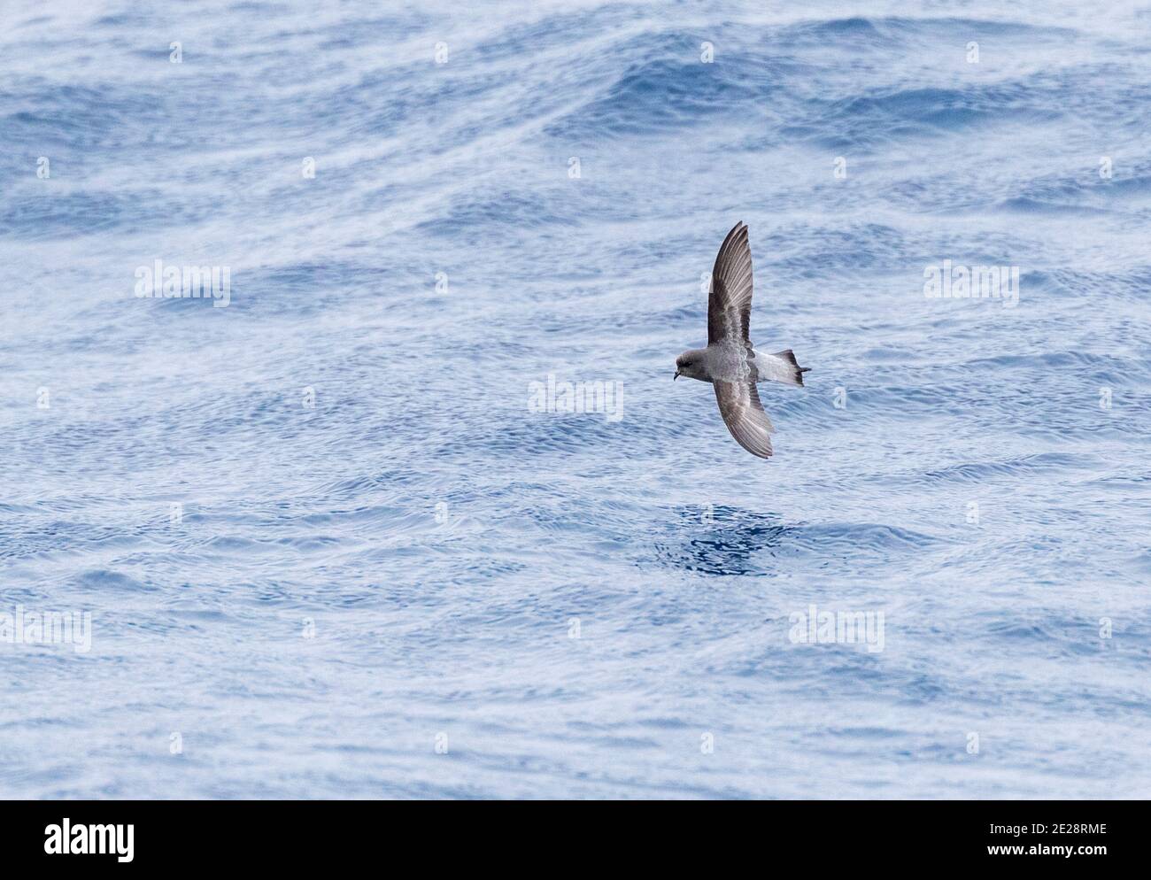 Il petrel grigio-backed della tempesta (Garrodia nereis), volando basso sopra la superficie dell'oceano, Nuova Zelanda Foto Stock