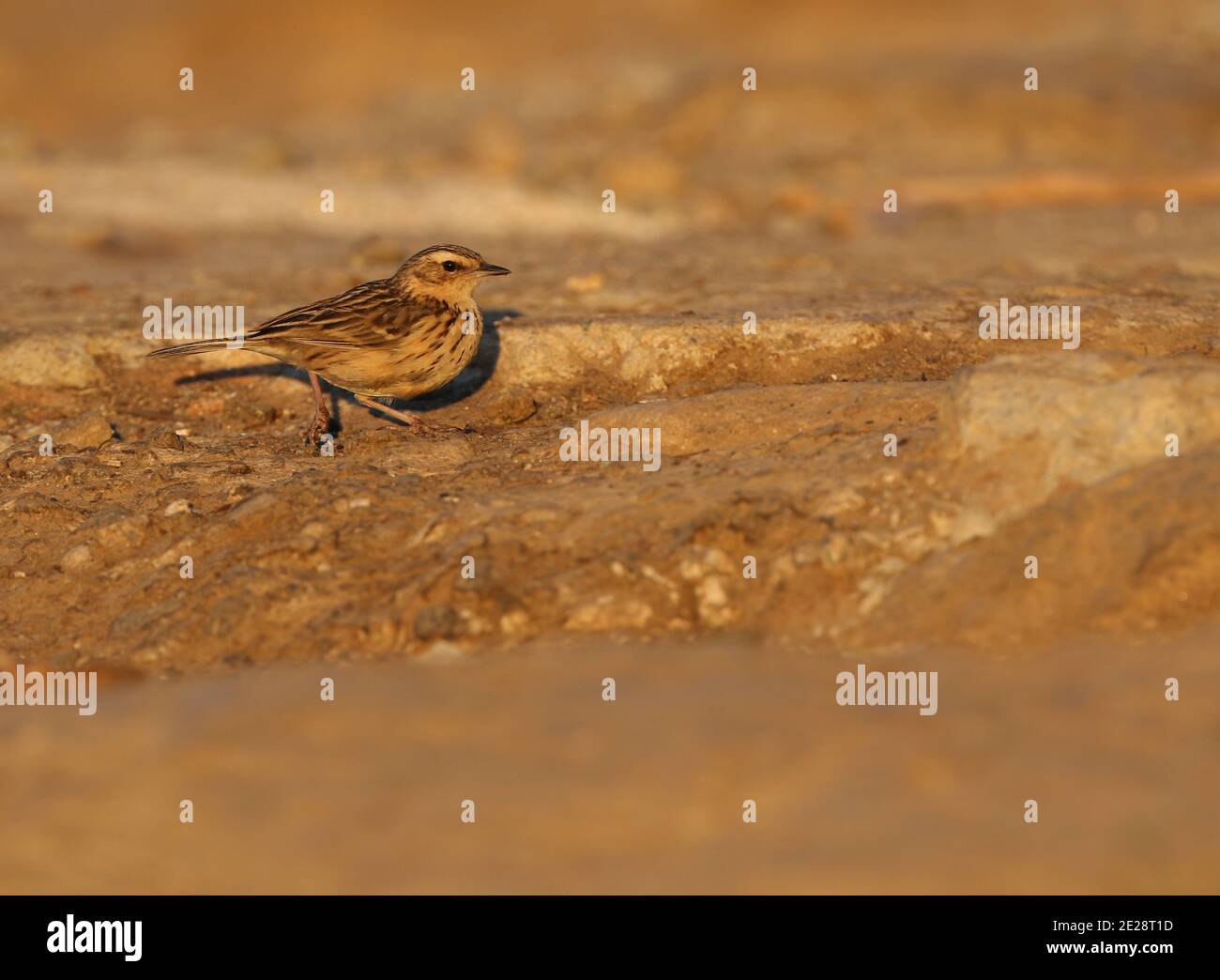 Nilgiri pitpit (Anthus nilghiriensis), in tarda serata. Un endemico minacciato alle colline ad alta quota dell'India meridionale, dell'India, occidentale Foto Stock