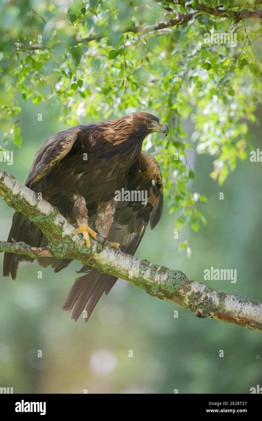 Aquila (Aquila chrysaetos), arroccata su un ramo, Germania, Baviera Foto Stock