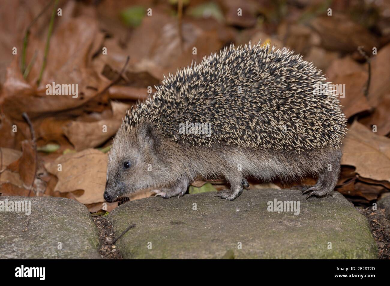 Riccio occidentale, hedgehog europeo (Erinaceus europaeus), su una parete di pietra di fronte auf folaige a fine autunno, vista laterale, Germania, Baviera Foto Stock