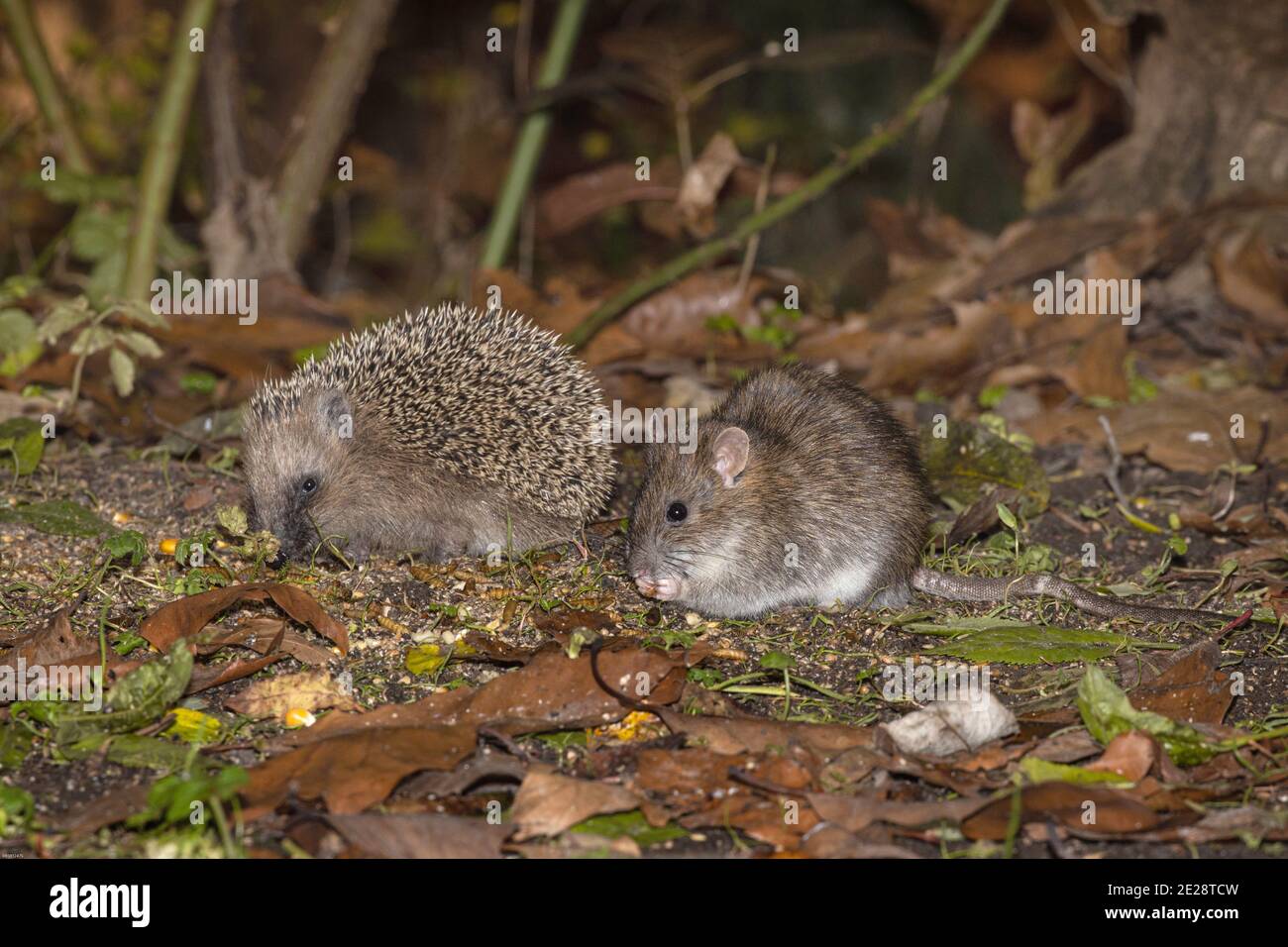 Riccio occidentale, riccio europeo (Erinaceus europaeus), mangiare con un ratto marrone in un luogo di alimentazione degli uccelli alla fine dell'autunno, Germania, Baviera Foto Stock