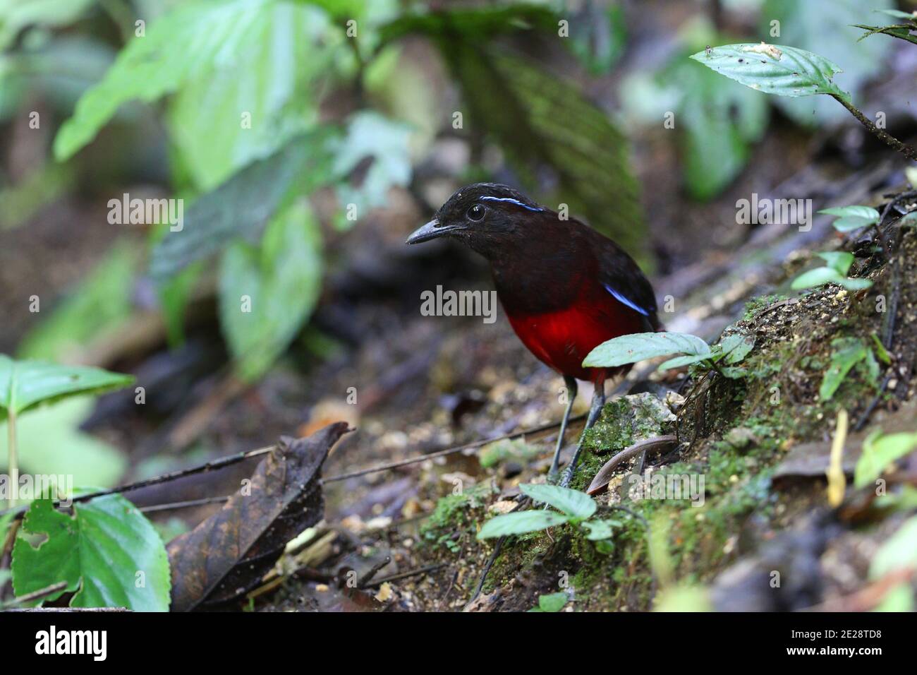 Pitta (Erythropitta venusta), arroccato sul pavimento nella foresta pluviale, Indonesia, Sumatra, Bukit Tapan Foto Stock