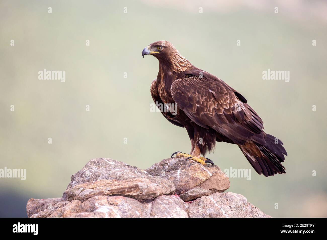 Aquila (Aquila chrysaetos), adagiata su una roccia, Spagna Foto Stock