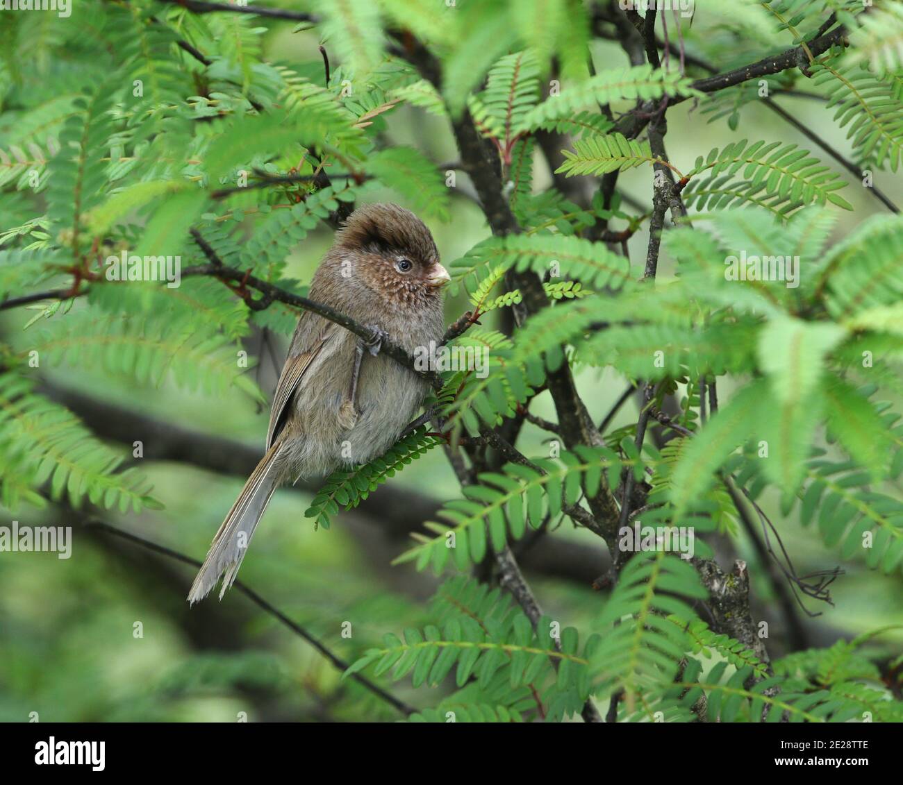 Parrotbill marrone, Sutora marrone (Cholornis unicolor), che perching su un ramoscello in una foresta umida di montano subtropicale, Cina, Sichuan, Er Lang Shan Foto Stock