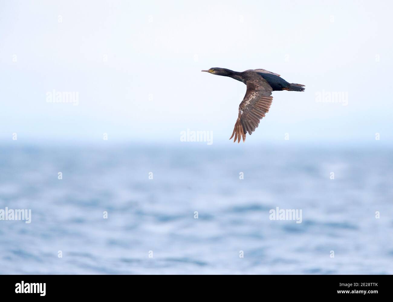 Pitt Shag, cormorano di Chatham, Pitt Island Shag, Featherstone's Shag (Phalacrocorax fleatherstoni), che vola sopra l'oceano, Nuova Zelanda, Chatham Foto Stock