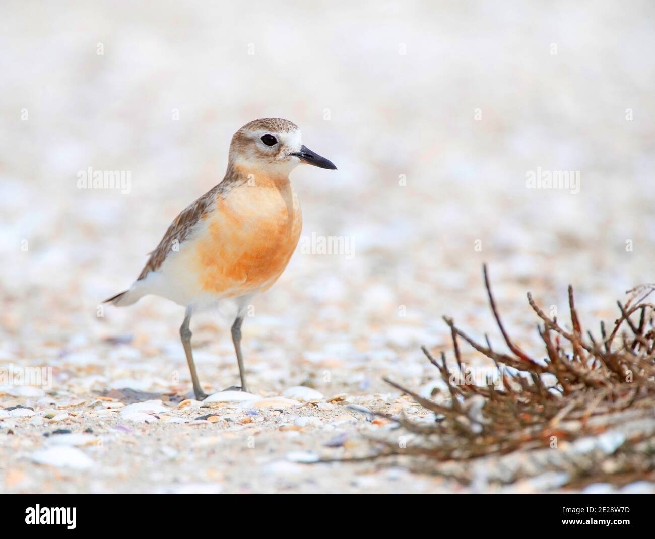 Pover neozelandese, pover rosso-breasted, dotterel neozelandese (Charadrius oscurus), adulto in piedi sulla spiaggia coperta conchiglia, Nuova Zelanda, Nord Foto Stock
