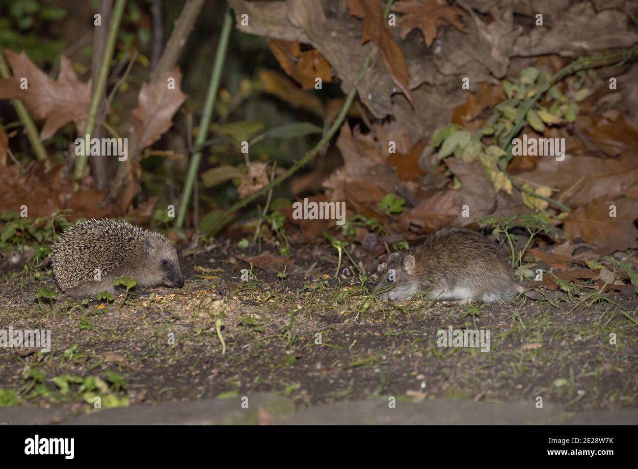 Riccio occidentale, riccio europeo (Erinaceus europaeus), mangiare con un ratto marrone in un luogo di alimentazione degli uccelli alla fine dell'autunno, Germania, Baviera Foto Stock