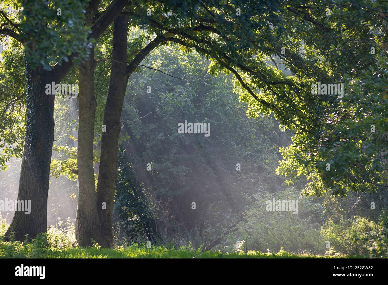 I raggi del sole cadono attraverso il baldacchino di una vecchia quercia, Germania, Schleswig-Holstein Foto Stock