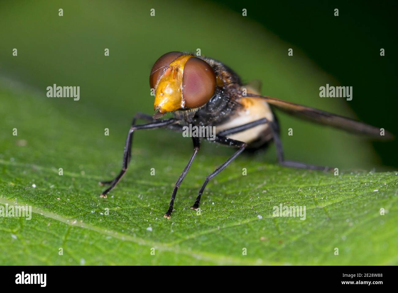 Pelucid Hoverfly, Pellucid Fly (Volucella pellucens), femmina, Germania Foto Stock