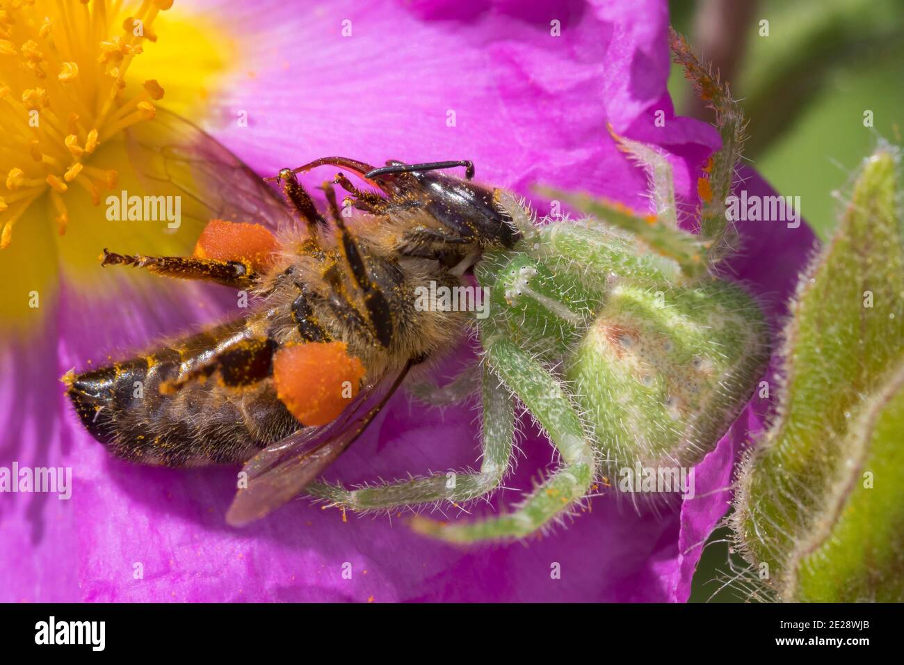 Ragno di granchio verde peloso (spec. Heriaeus), catturato un'ape su una rosa di roccia, Germania Foto Stock