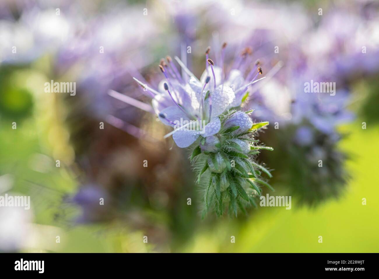 Ape food, tansy scorpion-weed (Phacelia tanacetifolia), fiori, Germania, Baviera Foto Stock