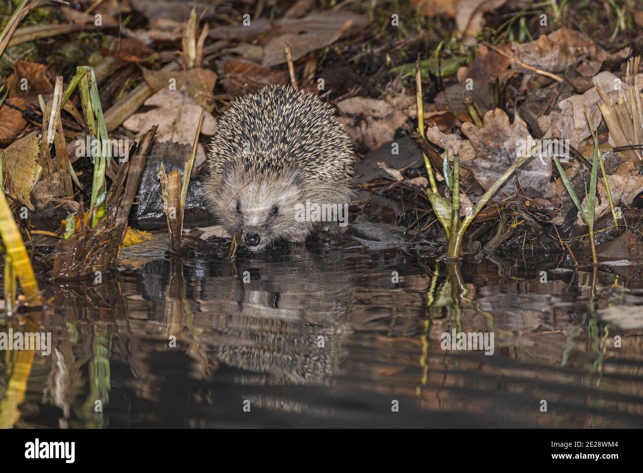 Riccio occidentale, riccio europeo (Erinaceus europaeus), bere nel tardo autunno in uno stagno giardino, vista frontale, Germania, Baviera Foto Stock