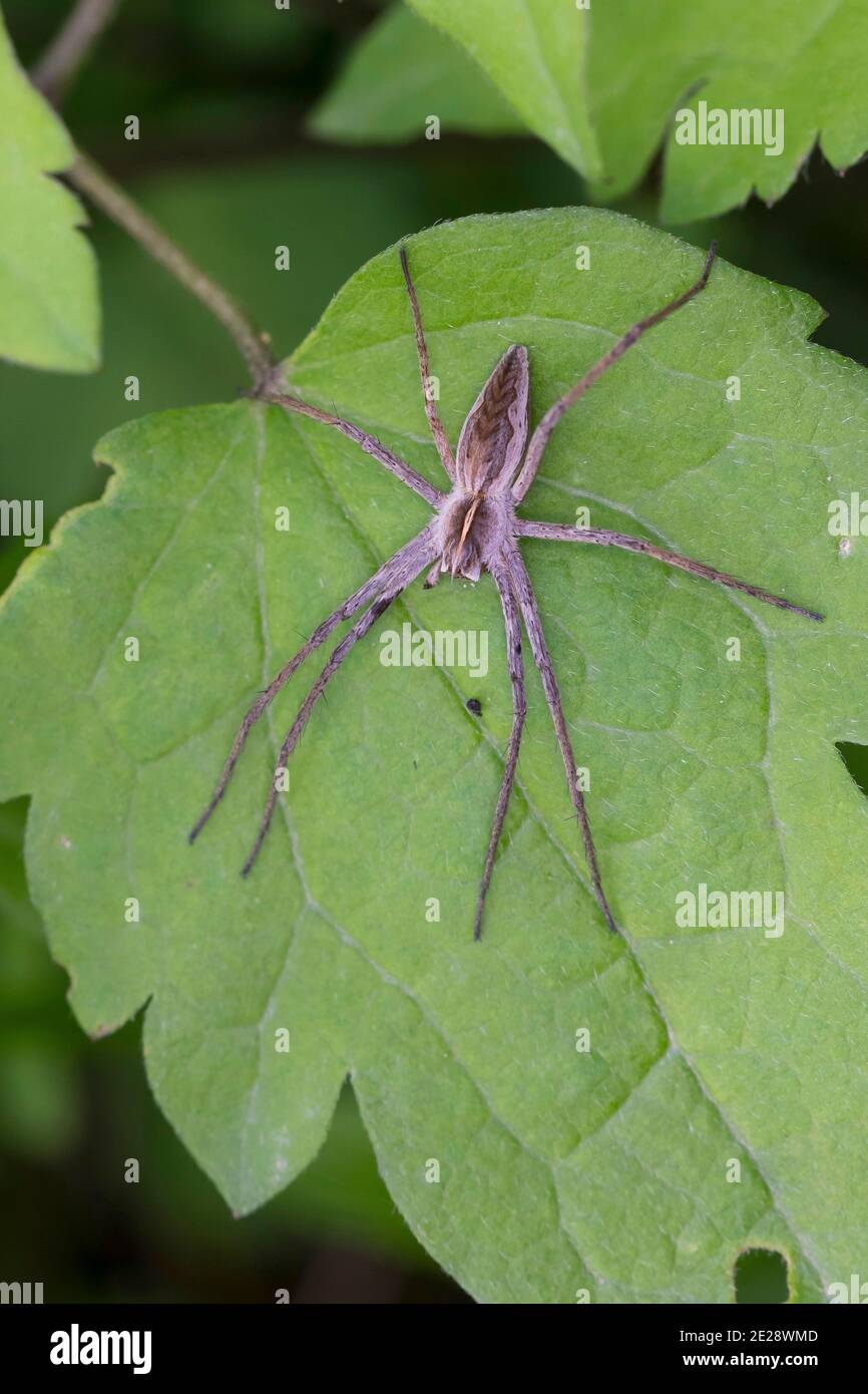 Nursery web ragno, fantastico ragno da pesca (Pisaura mirabilis), siede su una foglia, Germania Foto Stock