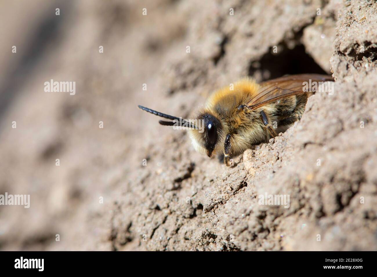 L'ape comune dei fiori dell'Europa centrale (Anthophora acervorum, Anthophora piombes), esce dal suo tubo di allevamento, Germania, Baviera Foto Stock