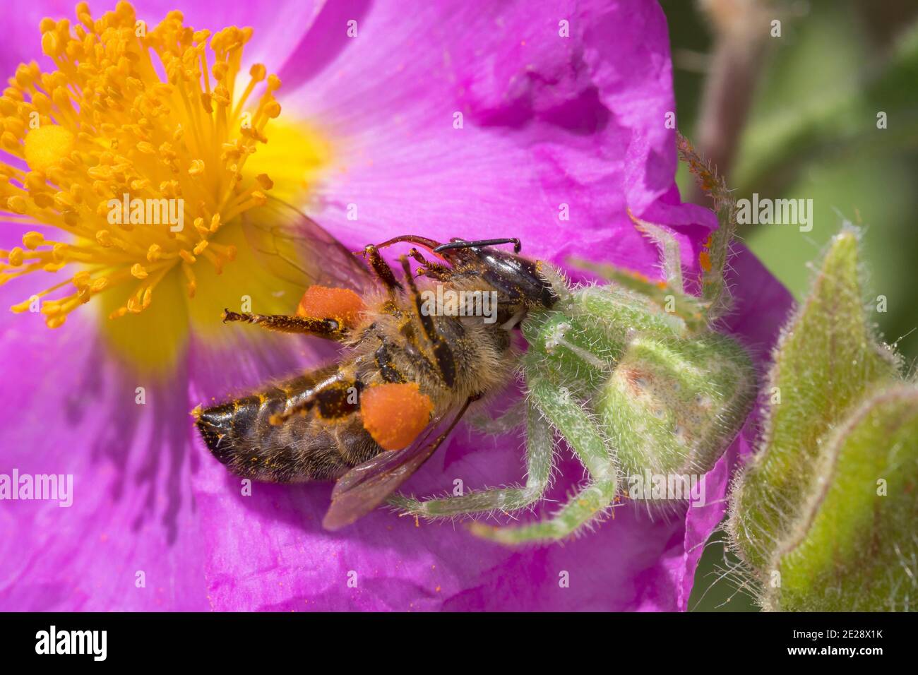 Ragno di granchio verde peloso (spec. Heriaeus), catturato un'ape su una rosa di roccia, Germania Foto Stock