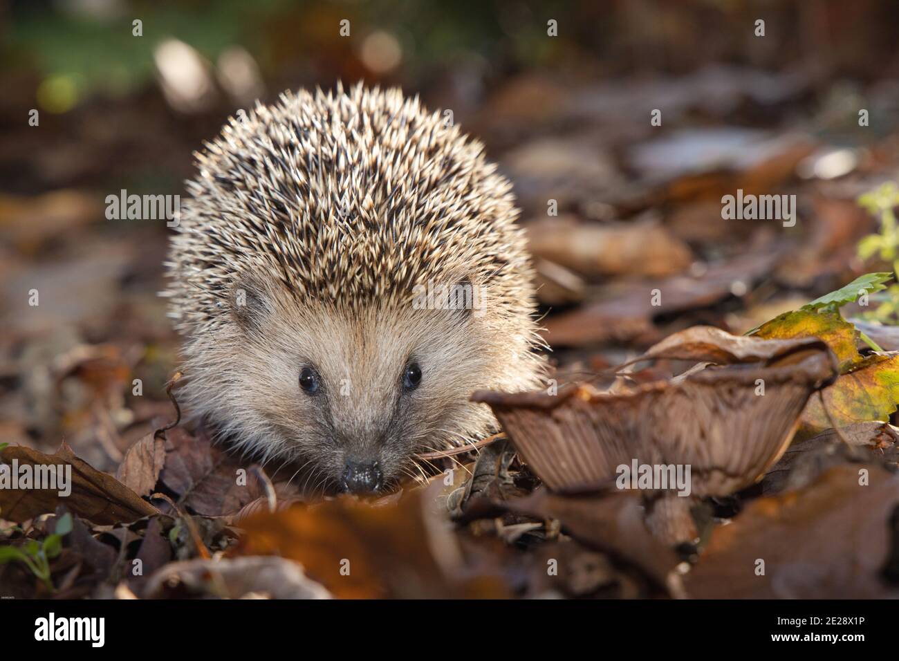 Riccio occidentale, riccio europeo (Erinaceus europaeus), nel fogliame autunnale a fine autunno, vista frontale, Germania, Baviera Foto Stock