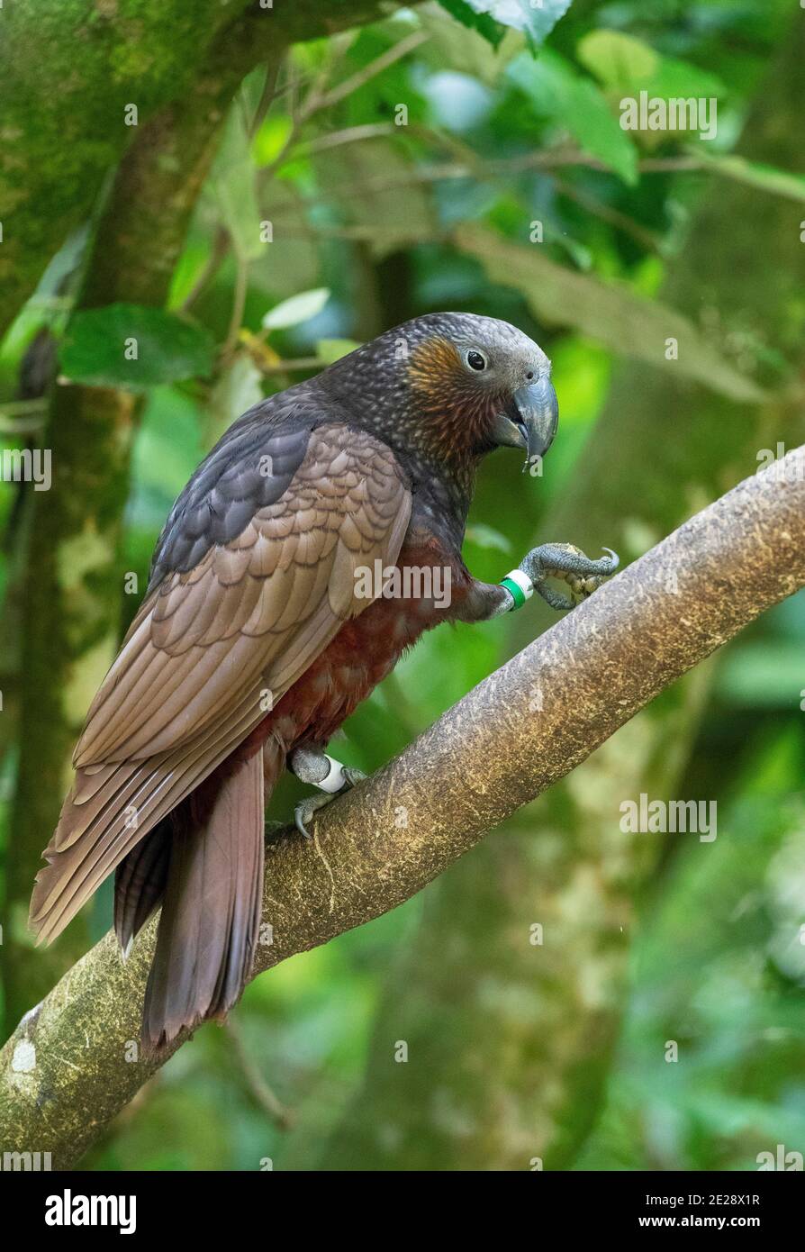Kaka dell'isola del nord (Nestor meridionalis septentrionalis), adulto arroccato su un ramo, Nuova Zelanda, Isola del Nord, Santuario di Zealandia Foto Stock