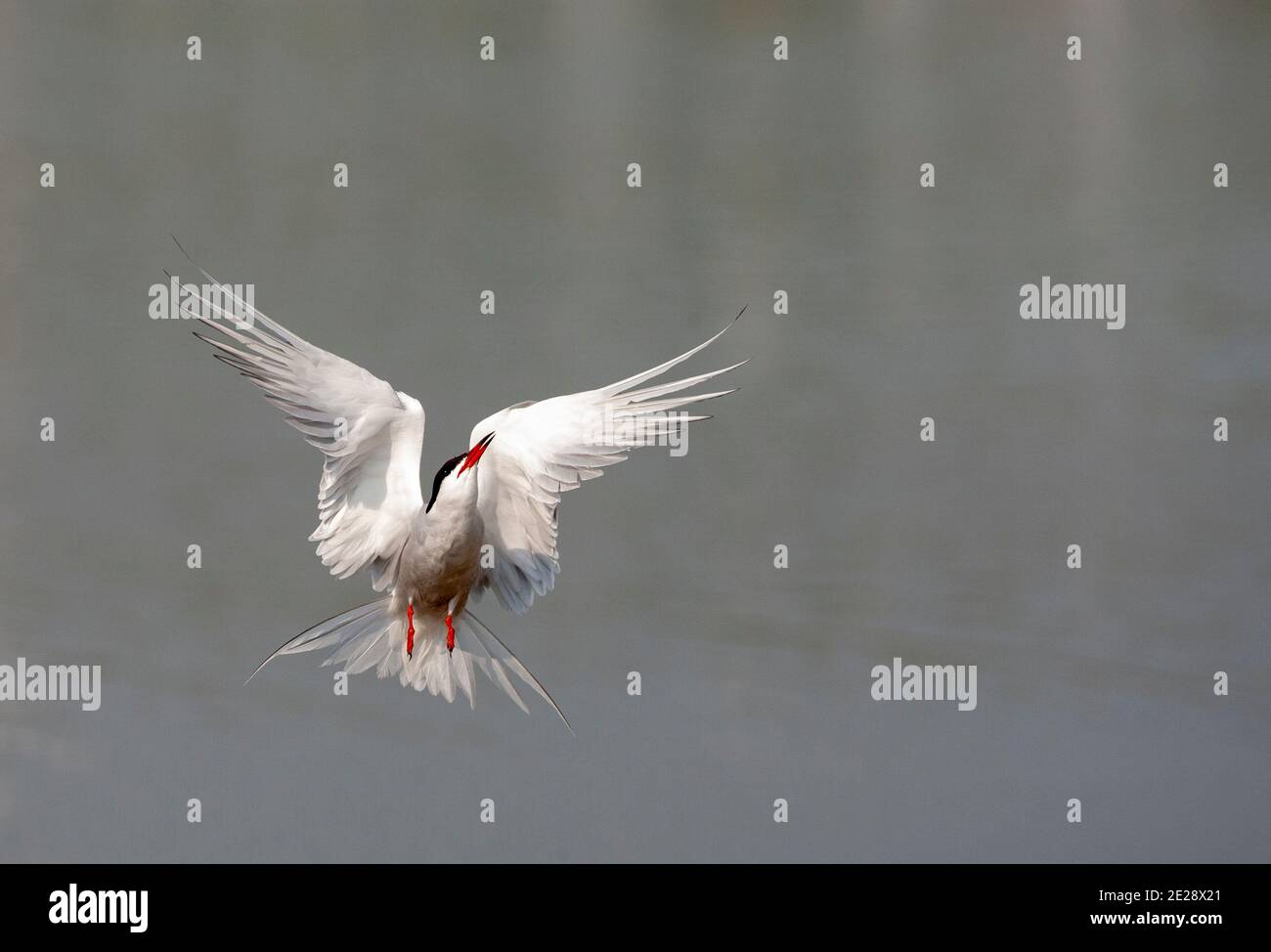 Terna comune (Sterna hirundo), estate crollata Common Tern volare verso l'alto dopo aver preso un bagno, Paesi Bassi, Texel Foto Stock