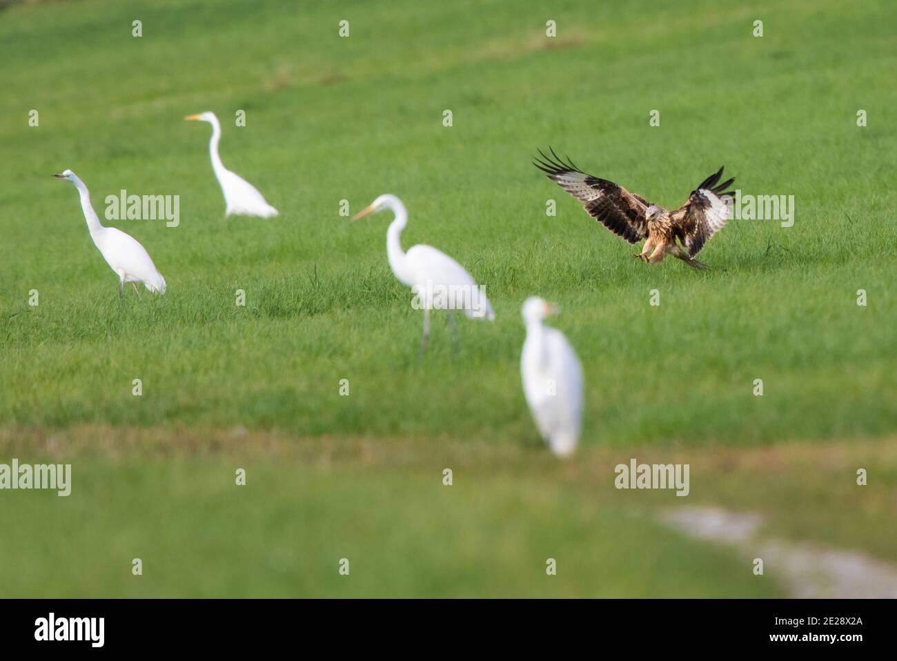 Aquilone rosso (Milvus milvus), atterraggio tra i topi da caccia delle egrette, Germania, Baviera Foto Stock