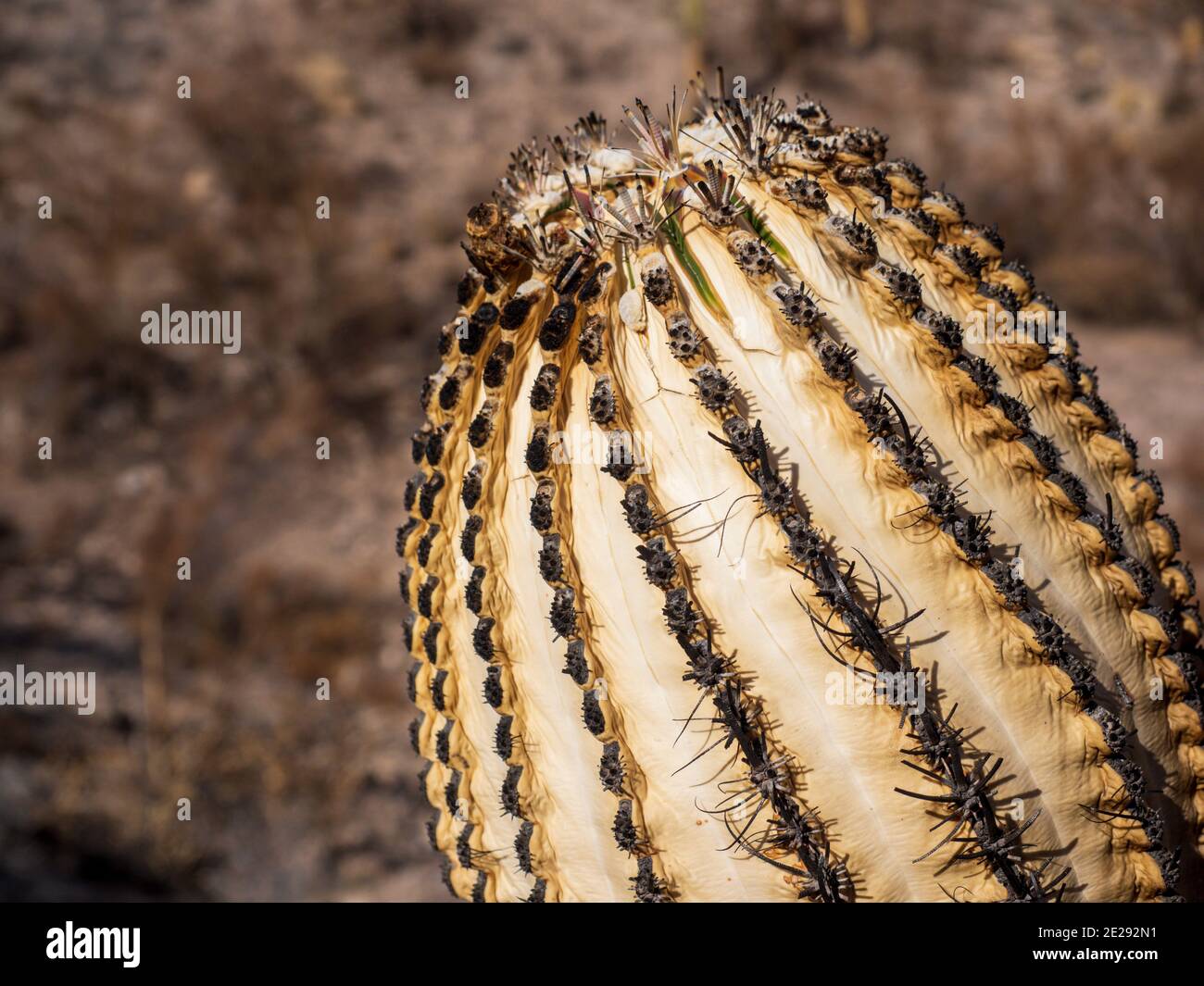 Un Fishhook Barrel Cactus è stato affascinato da un recente incendio selvatico in Arizona. La pelle è diventata pallida e le spine bruciate. Foto Stock