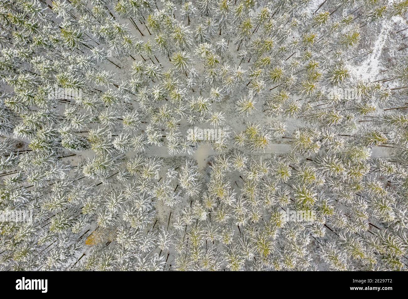 Vista dall'alto su meravigliosi alberi bianchi ricoperti di neve in una foresta verde, direttamente dall'alto - tipico scenario invernale. Foto Stock