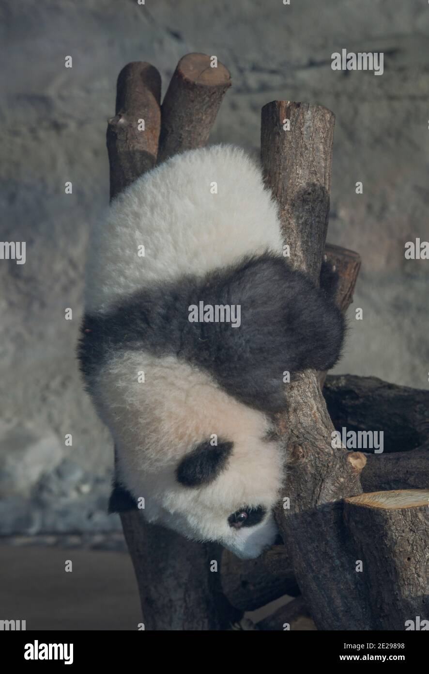 Berlino, 31.01.2020: Der zweite Tag an dem die Panda-Zwillinge Meng Xiang und Meng Yuan alias Pit und Paule mit ihrer Mutter Meng Meng für Besucher zu Foto Stock