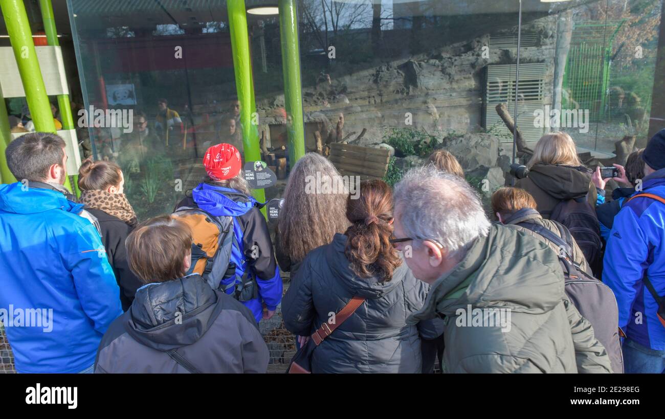 Berlino, 31.01.2020: Der zweite Tag an dem die Panda-Zwillinge Meng Xiang und Meng Yuan alias Pit und Paule mit ihrer Mutter Meng Meng für Besucher zu Foto Stock