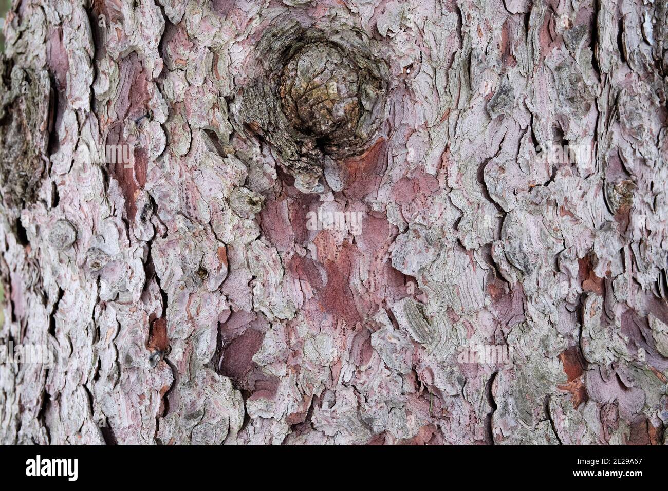 Corteccia di un Abete norvegese con nodo Foto Stock