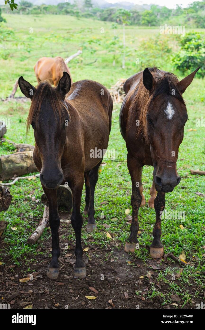 cavallo color cioccolato scuro riposante sotto l'ombra Foto Stock