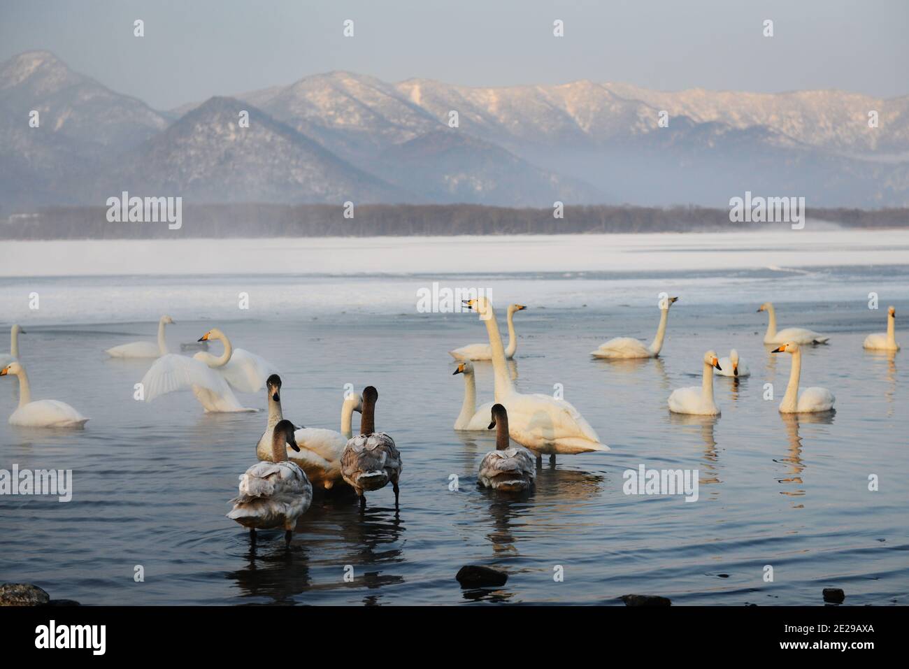 Whooper cigni nel lago di Kussharo, Hokkaido, Giappone Foto Stock
