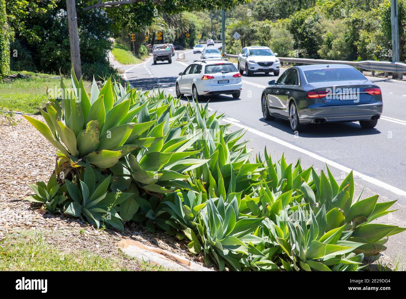 Agave attenuata stabilimenti a Sydney accanto alla strada, Sydney Plants, Australia Foto Stock