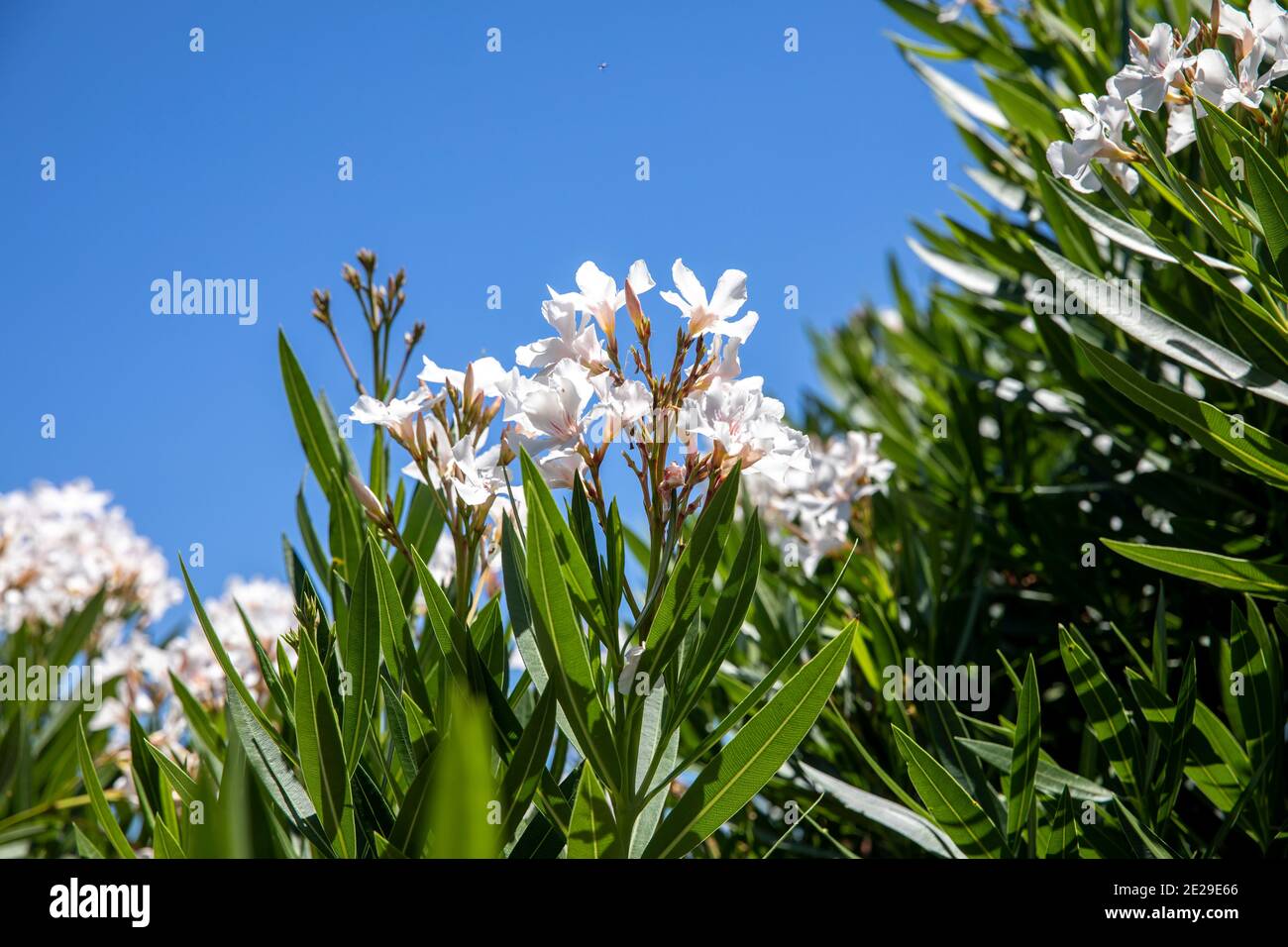 Arbusto di Nerium Oleander con fiori bianchi in fiore contro il blu Sky, Sydney, Australia Foto Stock