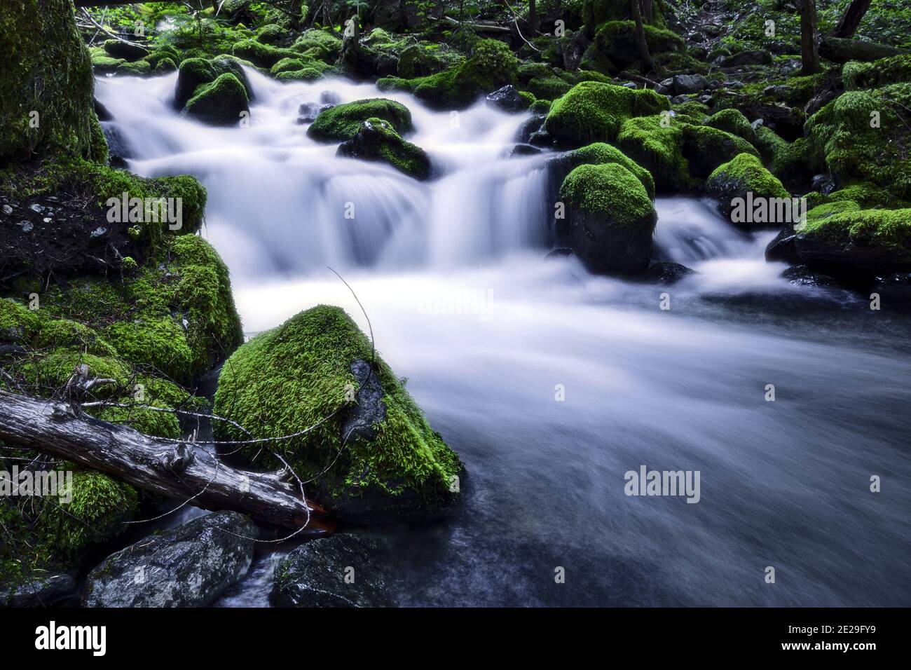 Vie d'acqua nel Parco Provinciale di Strathcona Foto Stock