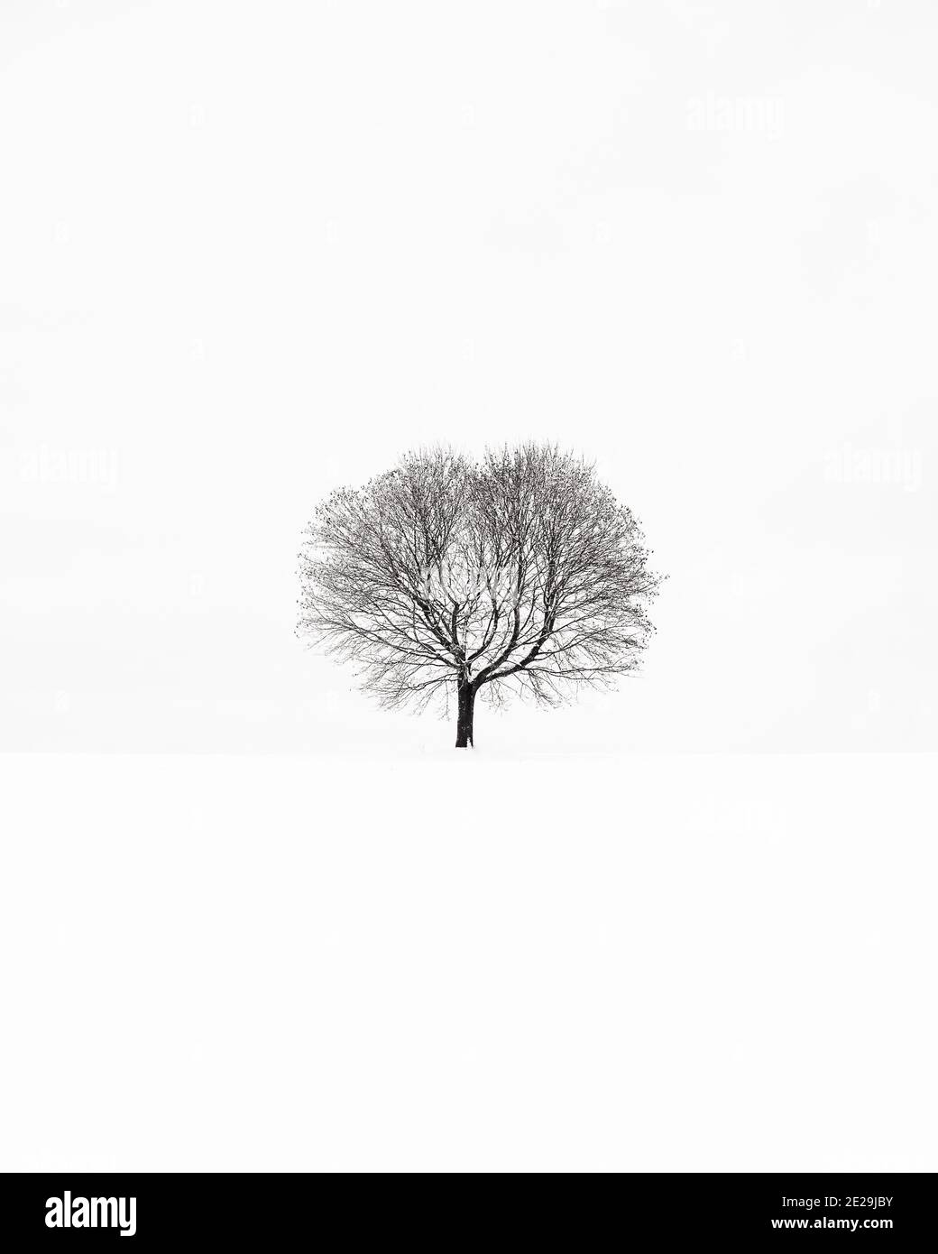 Scatto isolato dell'albero appassito durante la stagione invernale Foto Stock