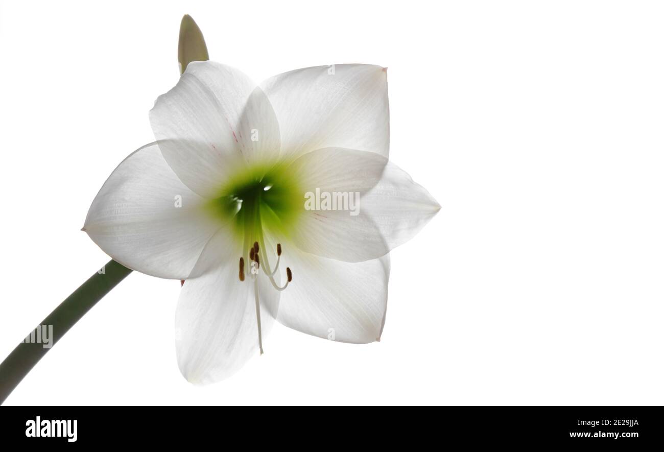 Hippeastrum fiore isolato su sfondo bianco, closeup foto con fuoco morbido selettivo Foto Stock