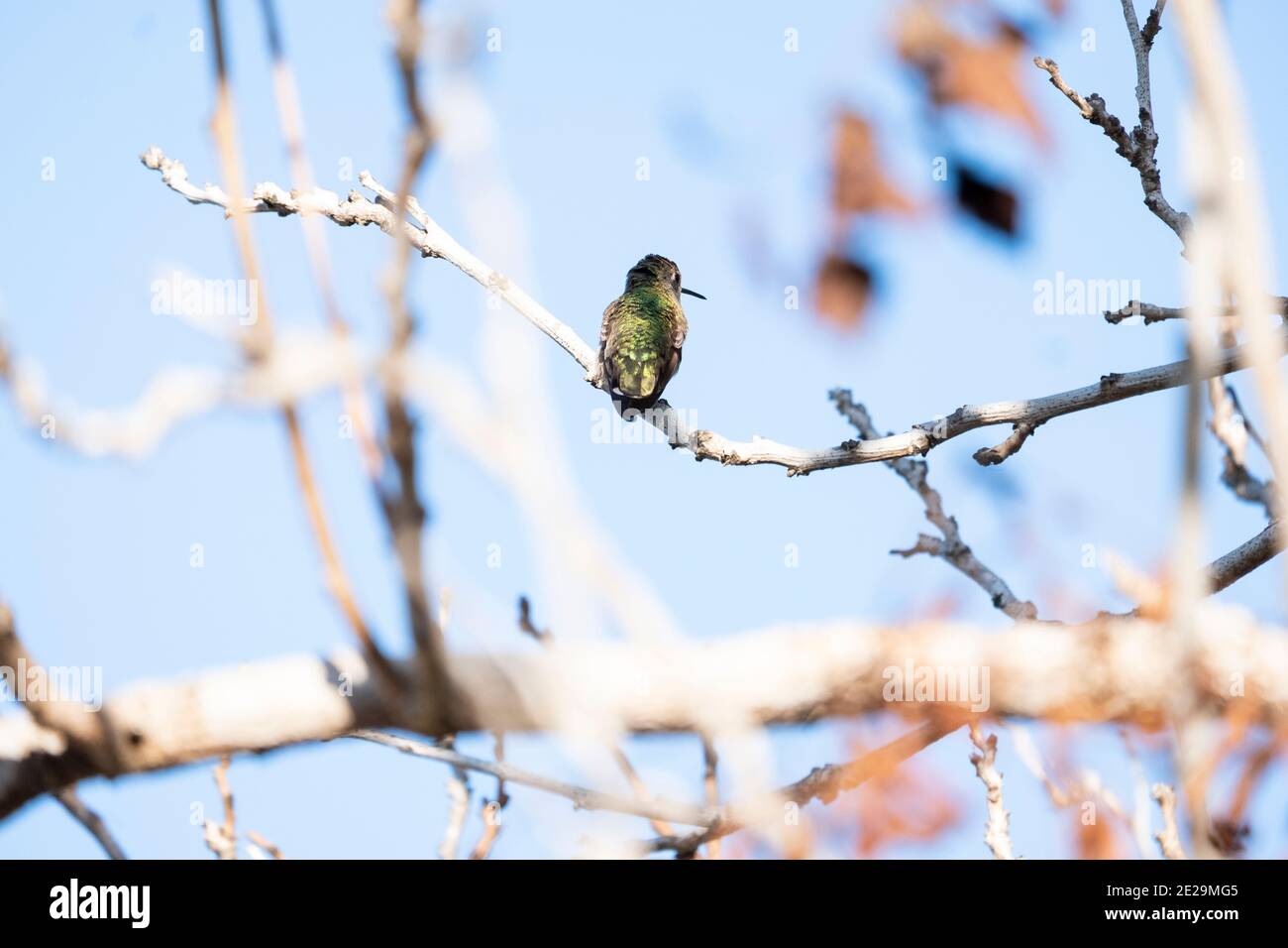 Il colibrì di Anna, rivolto verso la parte opposta, contro i bracnhes pallidi e il cielo blu Foto Stock