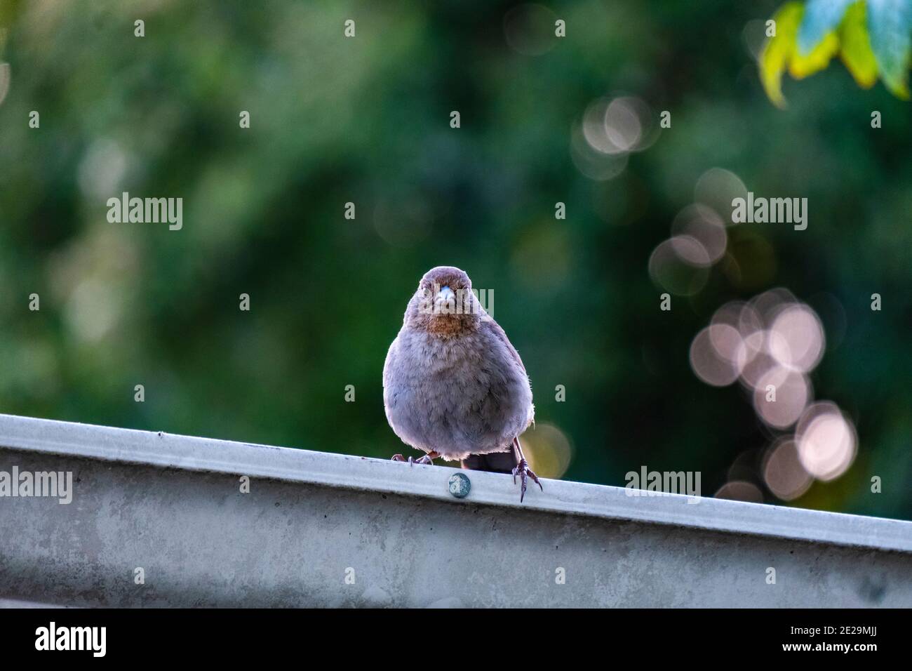 California Towhee (Melozone crissalis) uccello appollaiato sul tetto guardando direttamente al telespettatore Foto Stock
