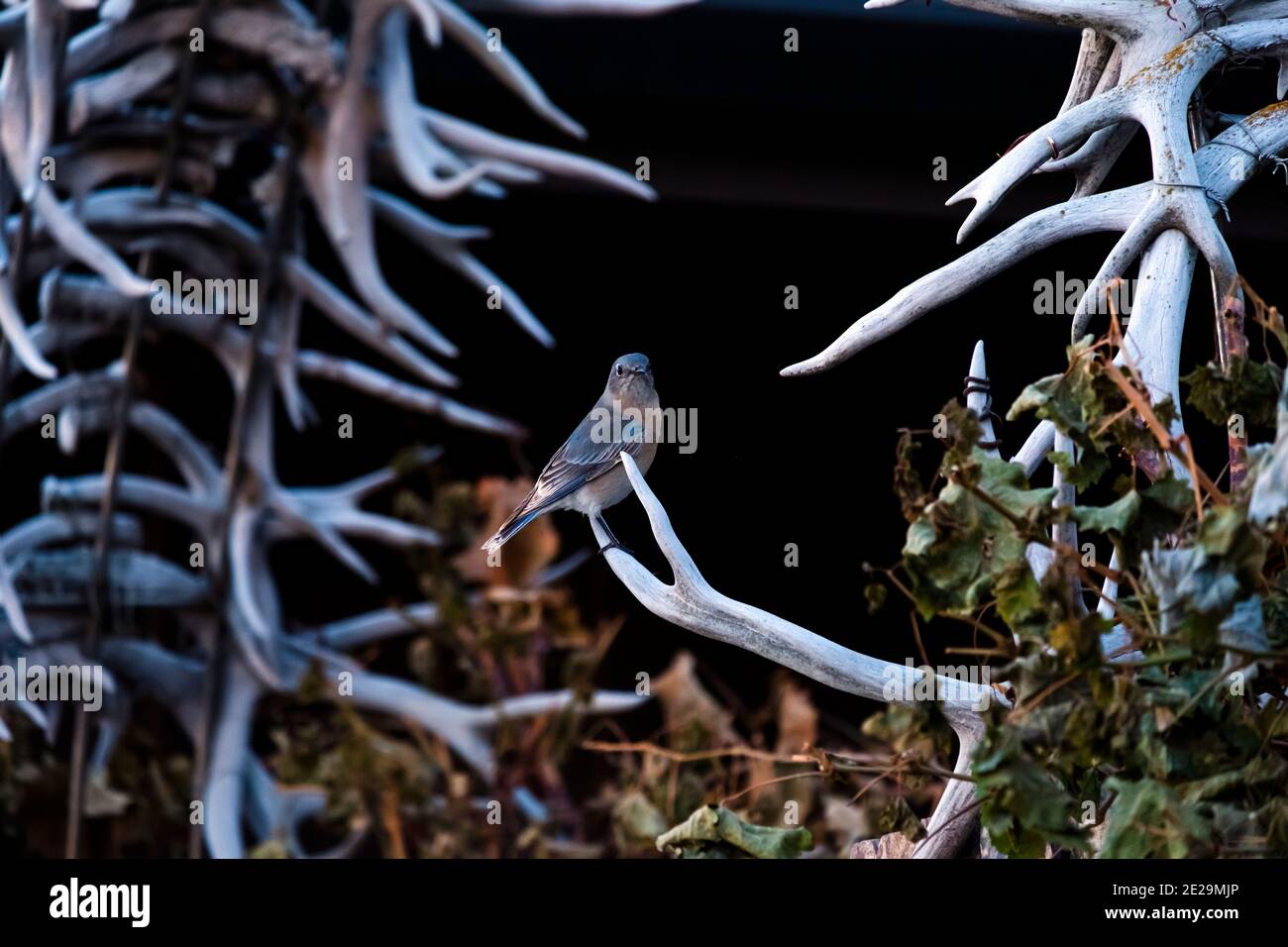 Western Bluebird, Sialia mexicana, femmina o maschio immaturo, arroccato su cervi scartati antlers. Concetto: Calma in mezzo alle avversità, pericolo Foto Stock