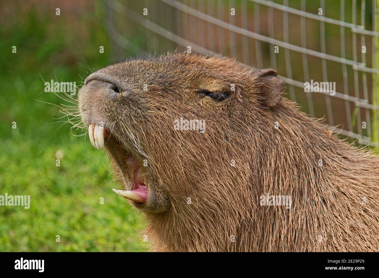 Capibara (Hydrochoerus hydrochaeris) testa e spalle di un roditore gigante che mostra i suoi denti con una recinzione e l'erba dietro Foto Stock