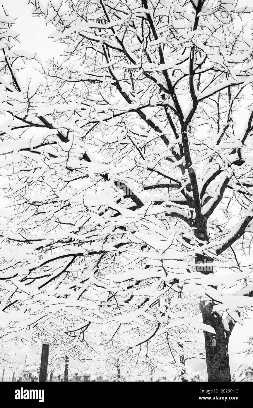Foto in scala di grigi di alberi di betulla ricoperti di neve durante l'inverno nel parco Foto Stock