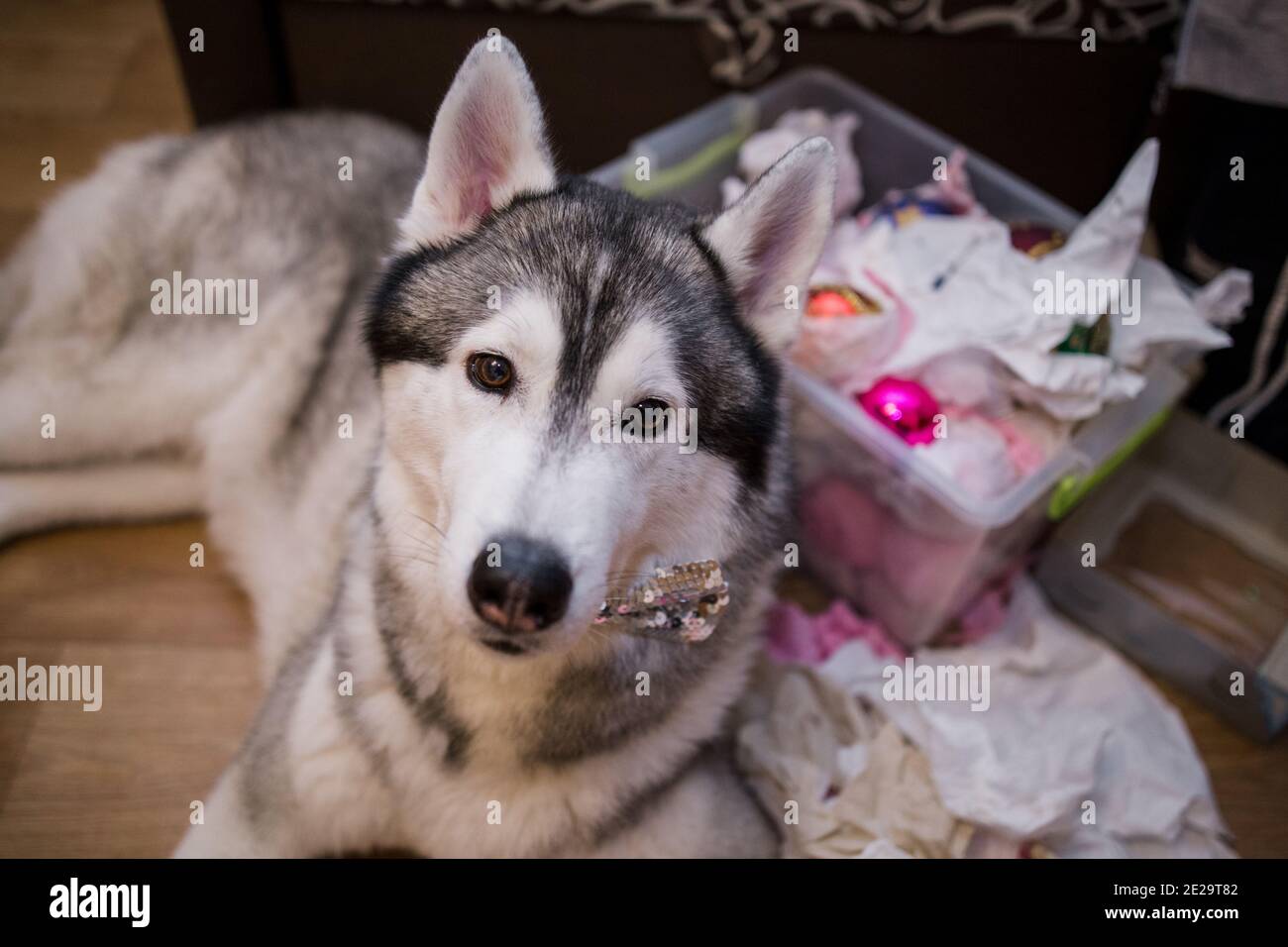 Un cane Husky near decorazioni dell'albero di Natale a casa Foto Stock